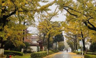 合肥出发浙江3日自驾游：【浙北秋色】浙江醉美秋色四明山盘山公路十里古银杏长廊3日游-推荐