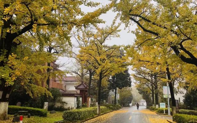 合肥出发浙江3日自驾游：【浙北秋色】浙江醉美秋色四明山盘山公路十里古银杏长廊3日游