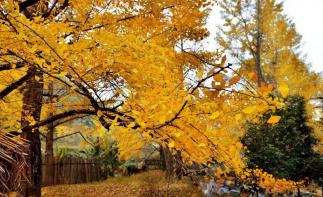 广东出发桂林贺州3日自驾游：桂林恭城月柿节-海洋乡银杏-千年黄姚古镇3日自驾-推荐