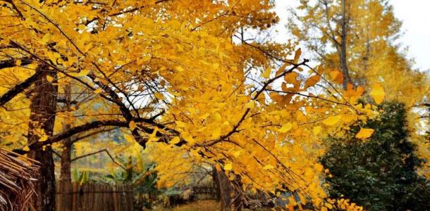 广东出发桂林贺州3日自驾游：桂林恭城月柿节-海洋乡银杏-千年黄姚古镇3日自驾自驾游