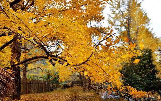 广东出发桂林贺州3日自驾游：桂林恭城月柿节-海洋乡银杏-千年黄姚古镇3日自驾