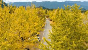 广东出发广西4日自驾游：【桂北赏秋】海洋乡银杏-乌桕滩-恭城万亩月柿林-桂海晴岚桂北美食4日游-推荐