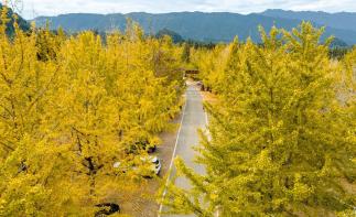 广东出发广西4日自驾游：【桂北赏秋】海洋乡银杏-乌桕滩-恭城万亩月柿林-桂海晴岚桂北美食4日游-推荐