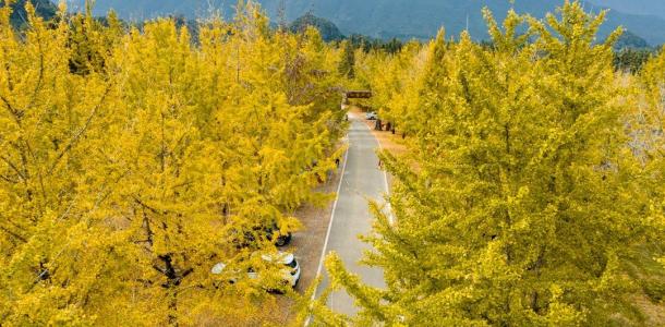 广东出发广西4日自驾游：【桂北赏秋】海洋乡银杏-乌桕滩-恭城万亩月柿林-桂海晴岚桂北美食4日游