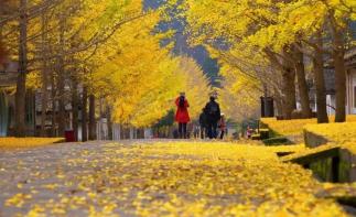 珠三角出发韶关3日自驾游：【韶关秋色】南雄帽子峰银杏-珠玑古巷-泡温泉-张九龄纪念公园-南华禅寺3日-推荐