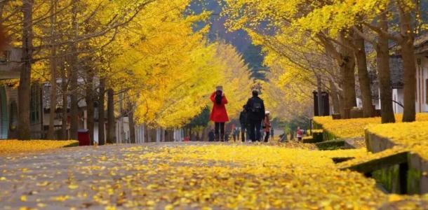 珠三角出发韶关3日自驾游：【韶关秋色】南雄帽子峰银杏-珠玑古巷-泡温泉-张九龄纪念公园-南华禅寺3日自驾游