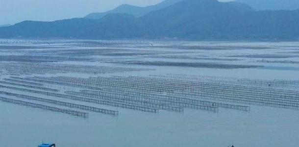 珠三角出发惠州2日自驾游：火到港澳东南亚的惠州生蚝-看渔民开蚝-生蚝宴-清泉古寺2日游