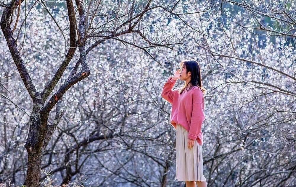 中山出发云浮2日自驾游：禅都新兴天露山赏梅-禅域小镇火神节-国恩寺祈福2天游