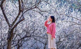 中山出发云浮2日自驾游：禅都新兴天露山赏梅-禅域小镇火神节-国恩寺祈福2天游-推荐