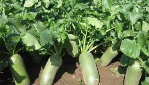 周末北京周边2日自驾游：走进河北美术学院-品河间驴肉-拔天津沙窝萝卜-感受沧州运河狮城2日游-推荐