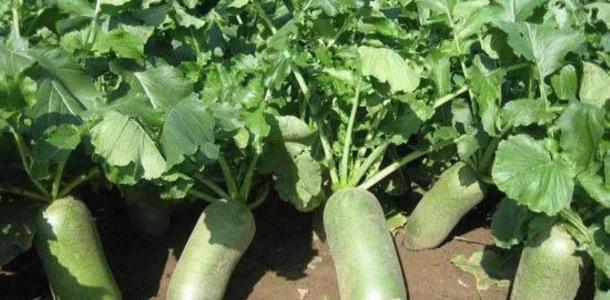 周末北京周边2日自驾游：走进河北美术学院-品河间驴肉-拔天津沙窝萝卜-感受沧州运河狮城2日游自驾游