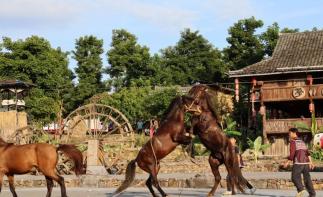 广东出发贺州柳州4日自驾游：【广西过大年】富川-永福-融水梦呜苗寨-柳城么佬族乡-武宣古城4日游-推荐