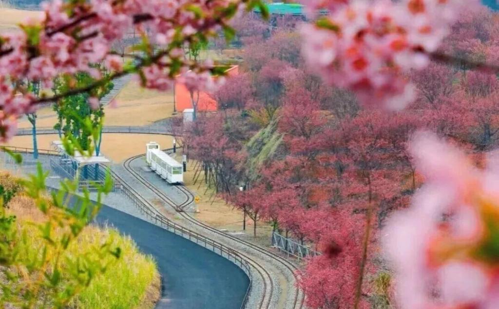 常州出发周末皖浙3日自驾游：穿越徽州天路-徽州古城-千岛湖中心湖游船-樱花岛自驾3日游