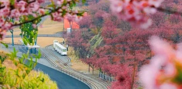 常州出发周末皖浙3日自驾游：穿越徽州天路-徽州古城-千岛湖中心湖游船-樱花岛自驾3日游