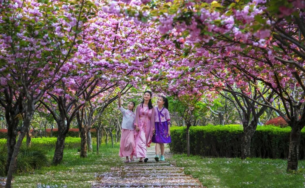 北京出发河南豫北4日自驾游：鹤壁樱花大道-风车天路-云梦山-大伾山石窟-安阳殷墟4日有