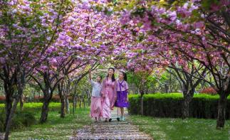 北京出发河南豫北4日自驾游：鹤壁樱花大道-风车天路-云梦山-大伾山石窟-安阳殷墟4日有-推荐