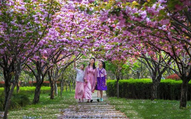 北京出发河南豫北4日自驾游：鹤壁樱花大道-风车天路-云梦山-大伾山石窟-安阳殷墟4日有
