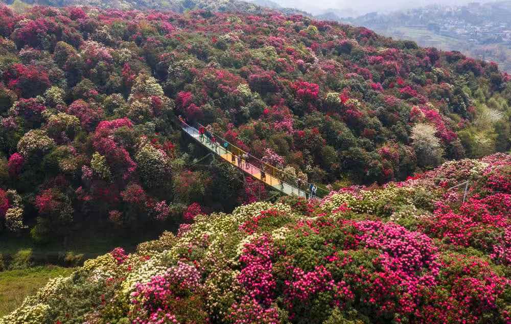 重庆出发贵州毕节3日自驾游：百里杜鹃-金坡景区-十二背后-双河洞-翡翠环线3天2晚游