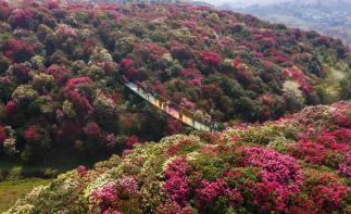 重庆出发贵州毕节3日自驾游：百里杜鹃-金坡景区-十二背后-双河洞-翡翠环线3天2晚游-推荐