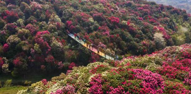 重庆出发贵州毕节3日自驾游：百里杜鹃-金坡景区-十二背后-双河洞-翡翠环线3天2晚游