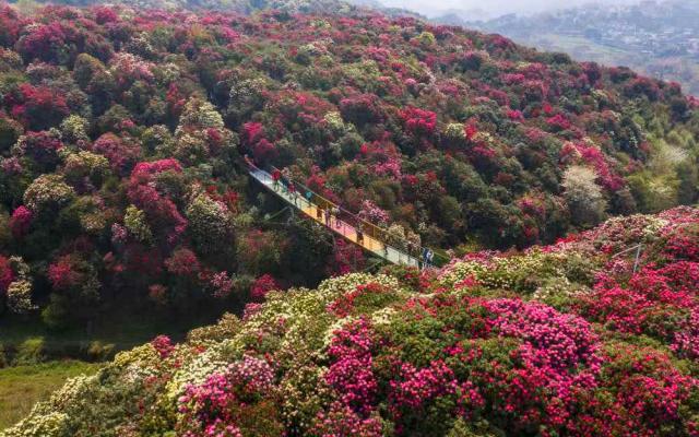 重庆出发贵州毕节3日自驾游：百里杜鹃-金坡景区-十二背后-双河洞-翡翠环线3天2晚游