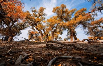 四川出发内蒙额济纳胡杨林8日自驾：额济纳旗-镇北堡影视城-张掖丹霞地貌-嘉峪关-居延海8日自驾游-游推荐