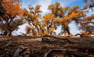 四川出发内蒙额济纳胡杨林9日自驾：额济纳旗-镇北堡影视城-张掖丹霞地貌-嘉峪关-居延海9日自驾游-推荐
