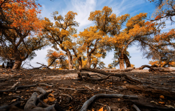 四川出发内蒙额济纳胡杨林9日自驾：额济纳旗-镇北堡影视城-张掖丹霞地貌-嘉峪关-居延海9日自驾游-游推荐