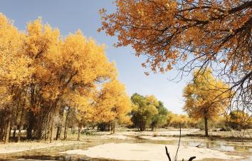 北京出发阿拉善盟额济纳8日自驾游：胡杨林-张掖七彩丹霞-沙坡头8日西北之旅-游推荐