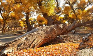 重庆出发到额济纳旗9日自驾游：镇北堡影视城-额济纳旗-张掖丹霞-麦积山金秋九日自驾-推荐