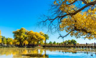 重庆出发内蒙/西北8日自驾游：额济纳胡杨林-居延海-银川-安塞-汉中8日自驾之旅-推荐