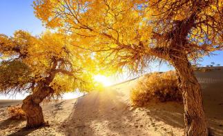 合肥出发额济纳旗6日自驾游：怪树林-胡杨林-居延海-张掖丹霞6日落地自驾 -推荐