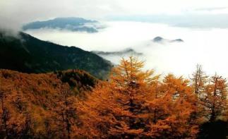 四川出发大秦知秋古道穿越6日自驾游：秦岭秋色-黄花岭景观道-大箭沟-银杏王-金丝猴-推荐