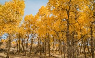 西安出发阿拉善额济纳7日自驾游：金色胡杨林-张掖七彩丹霞-居延海7日西北之旅-推荐