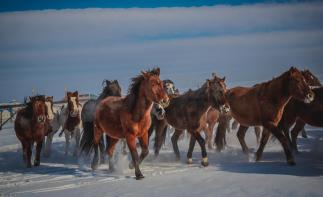 海拉尔集合5日呼伦贝尔自驾游：莫日格勒河-布冬霞-莫尔道嘎-白桦林5日冬天自驾游-推荐