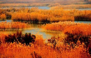 北京出发山东黄河入海口2日自驾游：观黄河入海口、赏芦花飞雪、买冬枣、寻黄骅美味-游推荐