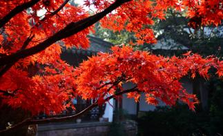 雅安周边2日休闲自驾游：喇叭河-看红叶-赏日出云海-游原始森林2日自驾游-推荐