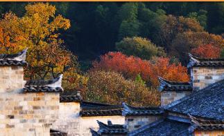 山东出发黄山5日自驾游：黄山-宏村-南坪-塔川-皖南318线赏秋5日游-推荐