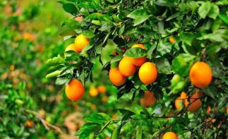 广东出发3日赣州自驾游：汉仙岩-温泉小镇-三百山-脐橙果园-东生围3天广东周边自驾游-推荐