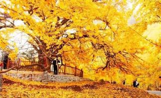 湖北武汉周边2日自驾游：随州千年银杏谷-大洪山风景区2天周末赏秋之旅-推荐