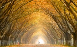 周末济南周边自驾游：邳州赏金秋银杏-泡五星临沂观塘温泉2日休闲自驾游-推荐