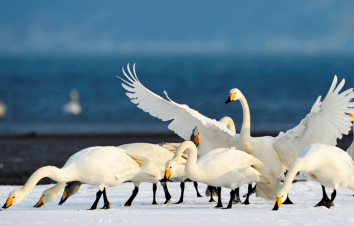 北京出发山东半岛3日自驾游：梦幻天鹅湖，观海上日出，奢享温泉豪华海景酒店-游推荐