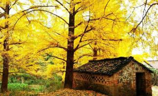 广东周边3日休闲自驾游：银杏海洋乡-兴坪漓江-两江四湖3日桂林阳朔自驾游-推荐