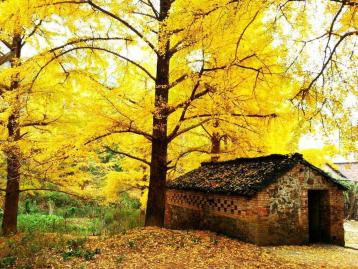 广东周边3日休闲自驾游：银杏海洋乡-兴坪漓江-两江四湖3日桂林阳朔自驾游