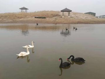 北京出发河北沧州2日自驾游：北塘古镇、洋货街、南大港湿地2日周末游