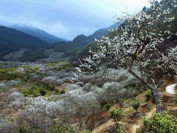 周末中山周边自驾游：增城品盆菜-从化石门森林公园赏枫叶-溪头村寻梅2天自驾