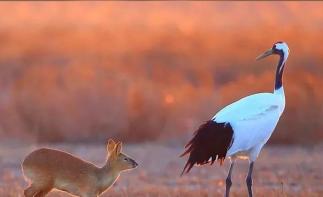 山东出发到苏北3日自驾游：水上森林-千垛花海-大纵湖美食的诱惑休闲3日自驾游-推荐