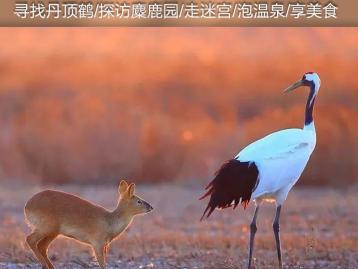 山东出发到苏北3日自驾游：水上森林-千垛花海-大纵湖美食的诱惑休闲3日自驾游