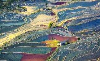 山东出发云贵14日深度自驾游：罗平油菜花、元阳梯田、抚仙湖14日自驾游-推荐