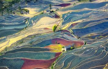 山东出发云贵14日深度自驾游：罗平油菜花、元阳梯田、抚仙湖14日自驾游-游推荐